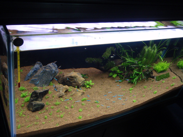 舊草缸翻新小小心得 細粒赤玉土試用 Aquatic Plants Fly Lure Diy 手工球拍 痞客邦 舊草缸翻新小小心得 細粒赤玉土試用 Aquatic Plants Fly Lure Diy 手工球拍 痞客邦