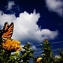 Butterfly in nature