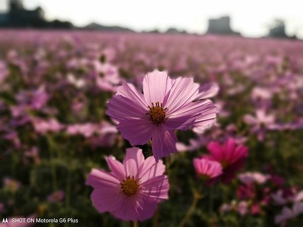 1544322687852.jpg7608458131945949307