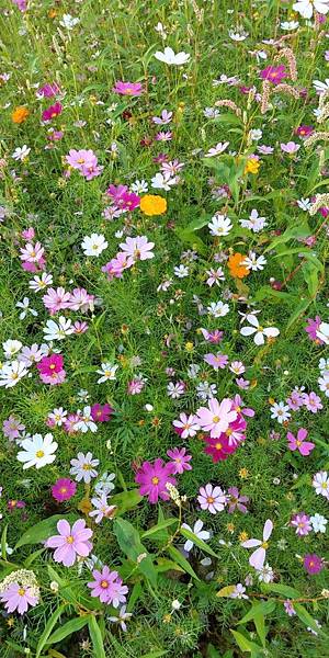 1544322698599.jpg8489528268353744673