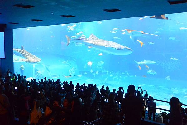 ﹝沖繩．國頭郡﹞美麗海水族館△藍藍海底世界 