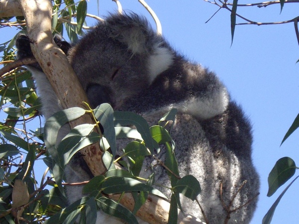 MELB -GREAT OCEAN ROAD07.jpg