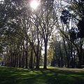 MELB -Fitzroy Garden08.jpg