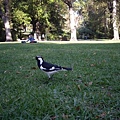 MELB -Fitzroy Garden12.jpg