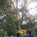 MELB -Fitzroy Garden23.jpg