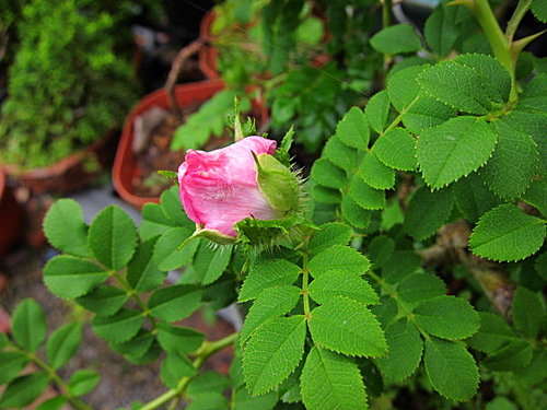 十六夜薔薇開花記錄 阿德的小樹部落格 痞客邦