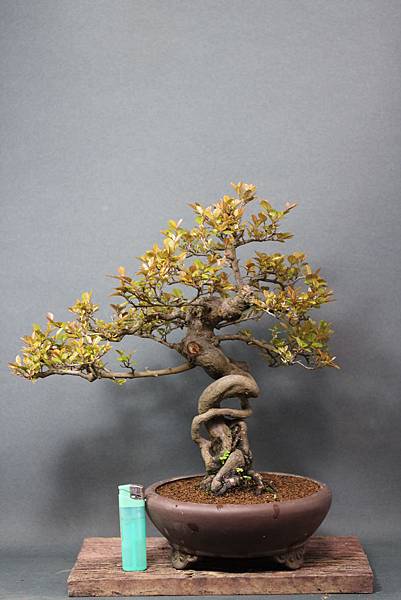 雀梅剃葉換盆萌春芽 阿德的小樹部落格 痞客邦 雀梅剃葉換盆萌春芽 阿德的小樹部落格 痞客邦
