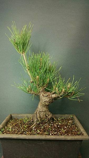 黑松.赤松.五葉松.錦松盆栽- DSC_0792_mh1459931575985