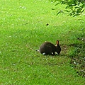 peter rabbit.JPG