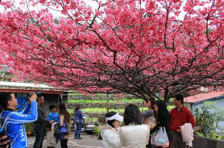 屏東賞「櫻花王」收費　遊客硬闖私地嗆：什麼鬼地方_0002