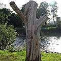 Bute Park_17_resize.JPG