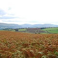 Libanus_Mynydd Illtyd_29_resize_resize.JPG