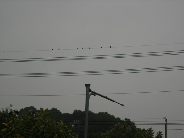 電線桿上的鳥隻