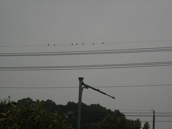 電線桿上的鳥隻