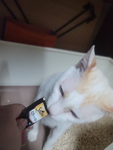 《試用文》Sheba希寶 鮮肉慕斯主食罐、誘惑泥、日本鮮饌