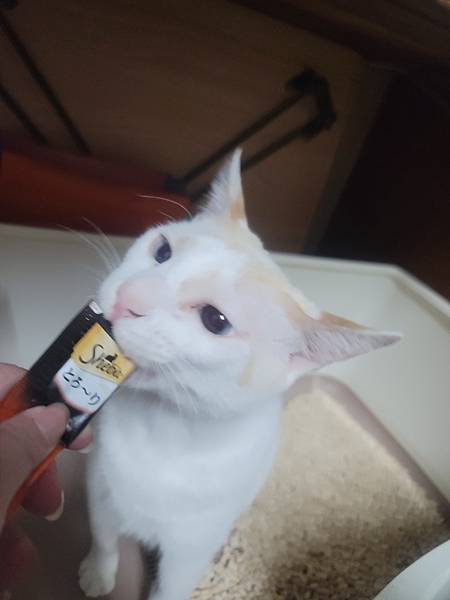 《試用文》Sheba希寶 鮮肉慕斯主食罐、誘惑泥、日本鮮饌