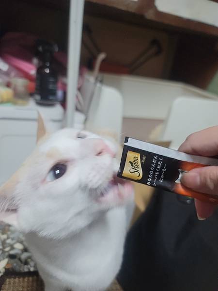 《試用文》Sheba希寶 鮮肉慕斯主食罐、誘惑泥、日本鮮饌