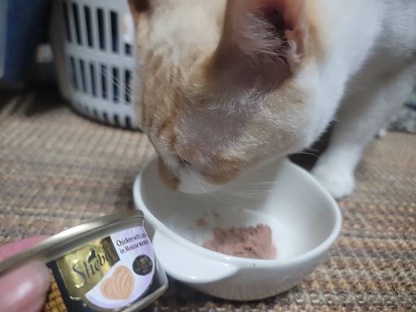 《試用文》Sheba希寶 鮮肉慕斯主食罐、誘惑泥、日本鮮饌