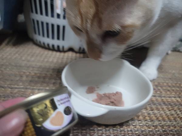 《試用文》Sheba希寶 鮮肉慕斯主食罐、誘惑泥、日本鮮饌