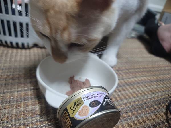《試用文》Sheba希寶 鮮肉慕斯主食罐、誘惑泥、日本鮮饌