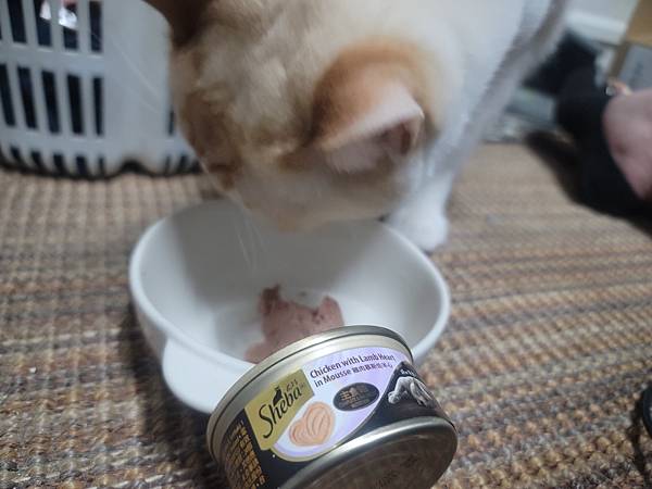 《試用文》Sheba希寶 鮮肉慕斯主食罐、誘惑泥、日本鮮饌