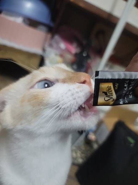 《試用文》Sheba希寶 鮮肉慕斯主食罐、誘惑泥、日本鮮饌