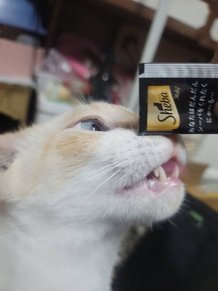 《試用文》Sheba希寶 鮮肉慕斯主食罐、誘惑泥、日本鮮饌