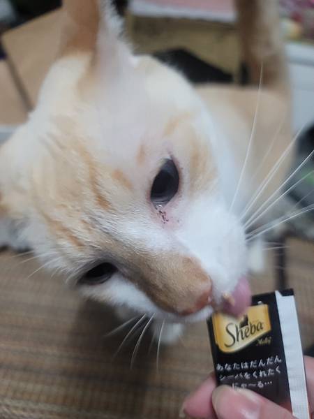 《試用文》Sheba希寶 鮮肉慕斯主食罐、誘惑泥、日本鮮饌