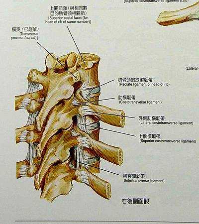 胸肋關節錯位 檢查不出原因的 胸痛 杏林漫步李偉任醫師的中西醫閒話家常 痞客邦