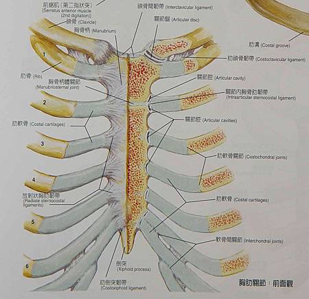 胸肋關節錯位 檢查不出原因的 胸痛 杏林漫步李偉任醫師的中西醫閒話家常 痞客邦