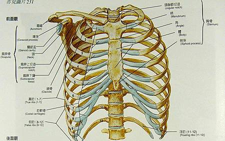 胸肋關節錯位 檢查不出原因的 胸痛 杏林漫步李偉任醫師的中西醫閒話家常 痞客邦