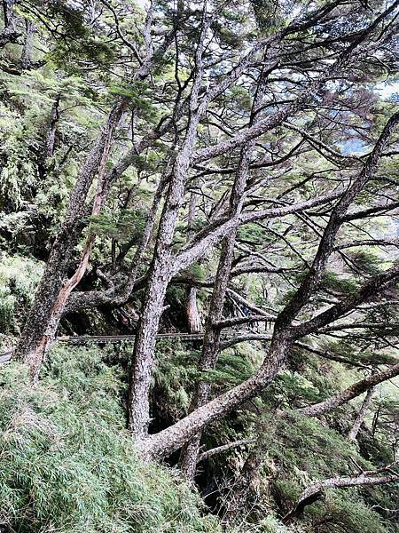 【登山】玉山初次見面 【登山】玉山初次見面