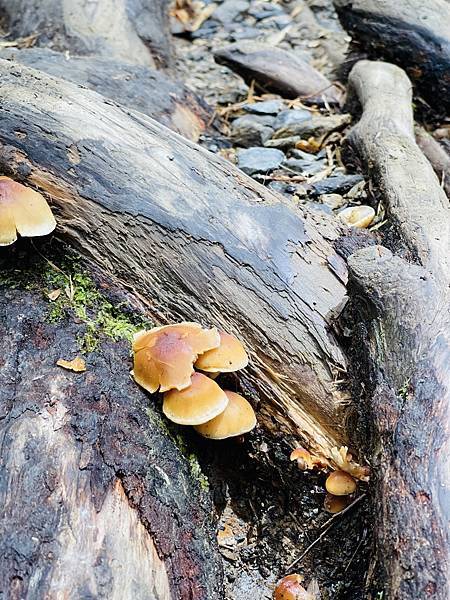 【登山】玉山初次見面 【登山】玉山初次見面