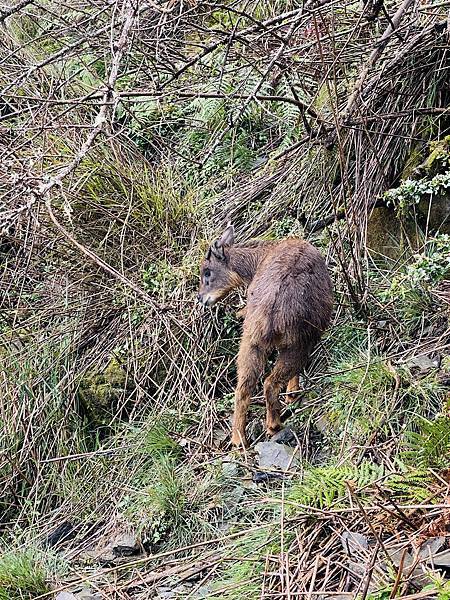 【登山】玉山我來了｜兩日行程-第二天｜北峰碎石坡段超硬｜主峰