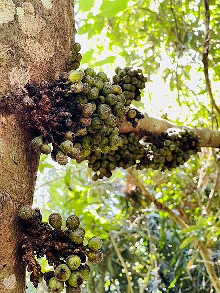 【崁頭山】 【崁頭山】