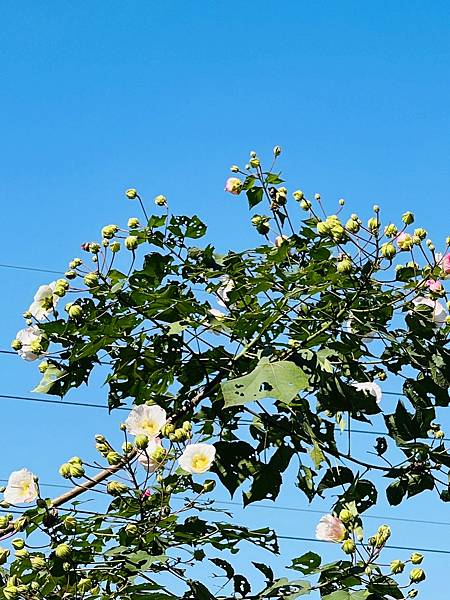 【崁頭山】 【崁頭山】