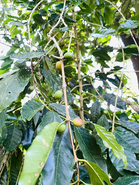 【崁頭山】 【崁頭山】