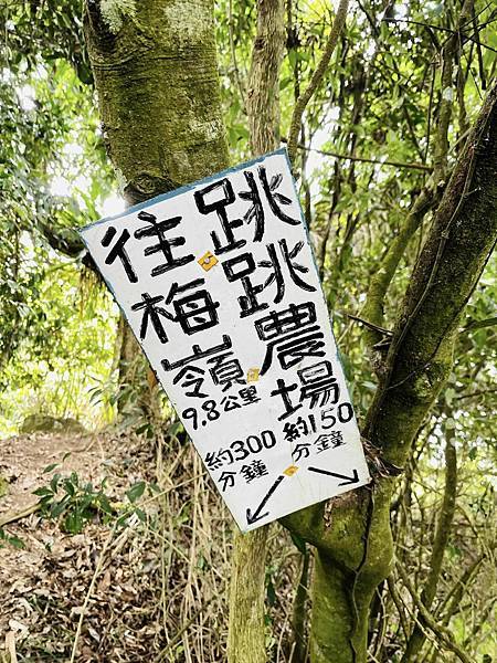 【三腳南山】有點意思｜地乾也滑地濕更滑的小百岳｜峰頂海拔11