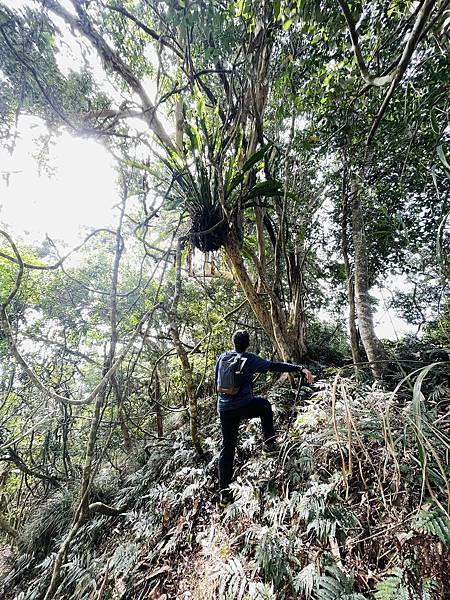 【三腳南山】有點意思｜地乾也滑地濕更滑的小百岳｜峰頂海拔11