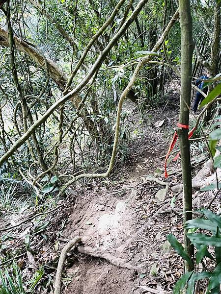【三腳南山】有點意思｜地乾也滑地濕更滑的小百岳｜峰頂海拔11