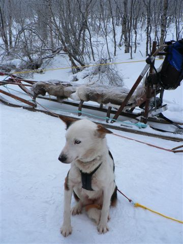 雪橇狗