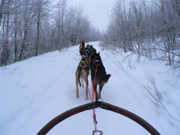 狗拉雪橇