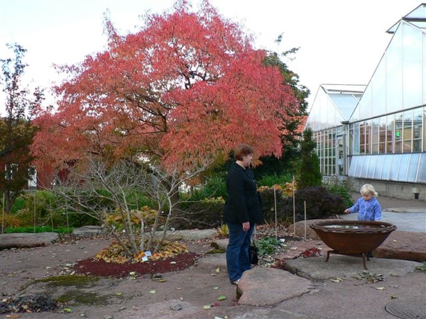 Botaniska Tradgarden