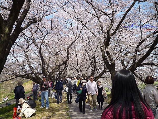 淀川河川公園背割堤的櫻花隧道