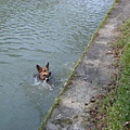 超會游泳的狗