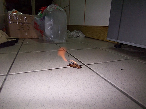 火烧蟑螂图片