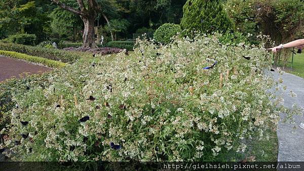 【陪烏龜散步】20150728 親子台灣環島 D4 花蓮蝴蝶谷溫泉飯店