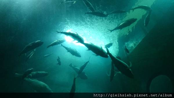 【陪烏龜散步】20150728 親子台灣環島 D4 台東小丑魚主題館