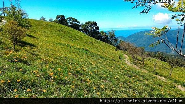 【陪烏龜散步】20150730 親子台灣環島 D6 太麻里金針山   ヤブカンゾウの花