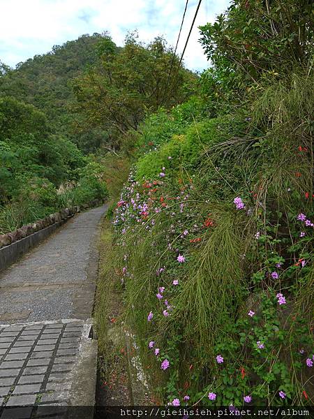 【陪烏龜散步】20161111大溝溪溪畔步道、圓覺寺步道、鯉魚山步道